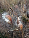 A Asclepius Curassavica Plant Seedpod with Seeds during Sunset in the Fall. Royalty Free Stock Photo