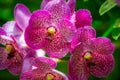 Ascocenda, hybrid orchids genus, Ascocenda Princess Mikasa Pink Royalty Free Stock Photo