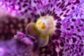 Ascocenda, hybrid orchids genus,Ascocenda Princess Mikasa Sapphire Royalty Free Stock Photo