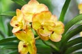 ascocenda, Ascocenda Vanda or orchid or vanda or yellow orchid Royalty Free Stock Photo