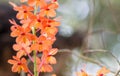 Ascocentrum miniatum. Royalty Free Stock Photo