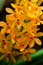 Ascocentrum miniatum Royalty Free Stock Photo