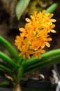 Ascocentrum miniatum Royalty Free Stock Photo