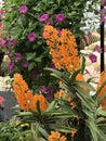 Ascocentrum miniatum or The Rust-red ascocentrum or Vanda miniata orchid flowers. Royalty Free Stock Photo