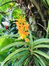 Ascocentrum miniatum or The Rust-red ascocentrum or Vanda miniata orchid flowers. Royalty Free Stock Photo