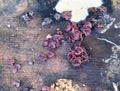 Ascocoryne sarcoides purple saprobic fungus Royalty Free Stock Photo