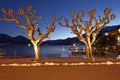 Ascona (Switzerland) - Illuminated trees Royalty Free Stock Photo