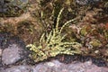 Ascophyllum nodosum is a large brown alga