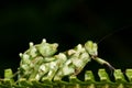 Asean Flower Mantis Macro Royalty Free Stock Photo