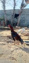 Aseel murgha and Original rooster