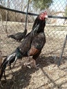 Aseel Rooster mianwali Breed red color Royalty Free Stock Photo