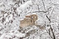 Asen Fortress, Bulgaria - Winter scenery of fortified church of Virgin Mary, the Holy Mother of God near Asenovgrad city Royalty Free Stock Photo