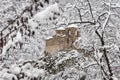 Asen Fortress, Bulgaria - Winter scenery of fortified church of Virgin Mary, the Holy Mother of God near Asenovgrad city Royalty Free Stock Photo