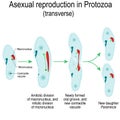 Asexual reproduction in Protozoa. Paramecia division Royalty Free Stock Photo