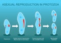 Asexual reproduction. Paramecia division