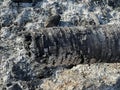 ash and bark coconut tree on the ground Royalty Free Stock Photo