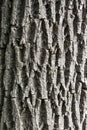 Ash bark Royalty Free Stock Photo