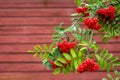Ashberry branches with berries isolated on red background Royalty Free Stock Photo