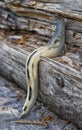 Ash-black slug - Limax cinereoniger - on a dry tree trunk. Royalty Free Stock Photo