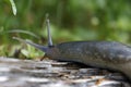 Ash-black slug - Limax cinereoniger - on a dry tree trunk. Royalty Free Stock Photo