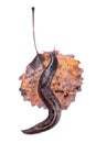 Ash-black Slug Limax cinereoniger on yellowed aspen leaf isolated on white Royalty Free Stock Photo