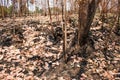 Ash and burned tree after fire. Royalty Free Stock Photo