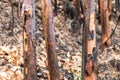 Ash and burned tree after fire. Royalty Free Stock Photo