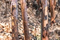 Ash and burned tree after fire.