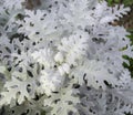 ash bush plants close-up sunbeam from top, background