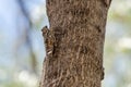 Ash Cicada sitting on tree and and chirps loudly Royalty Free Stock Photo