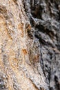 Ash Cicada sitting on tree and and chirps loudly Royalty Free Stock Photo