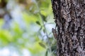Ash Cicada sitting on tree and and chirps loudly Royalty Free Stock Photo