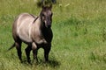 Ash colored horse Royalty Free Stock Photo