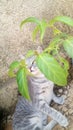 Ash colour cat under the flower tree