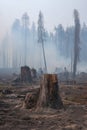 Ash-covered ground with smoking tree stumps, showing the immediate aftermath and lingering devastation of a recent forest fire Royalty Free Stock Photo