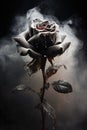 ash covered rose, leaves and petals. smoke, ashes, fire, flames, embers, powder, explosion, mist, fog, fantasy, surreal, abstract. Royalty Free Stock Photo