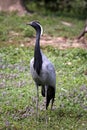Ash crane standing in a field Royalty Free Stock Photo