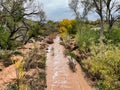 Rising Water on Ash Creek During a Fall Storm in Toquerville Utah. Royalty Free Stock Photo