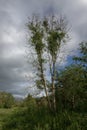 Ash Dieback - Hymenoscyphus fraxineus