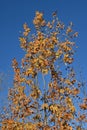 Ash with golden leaves against the sky Royalty Free Stock Photo