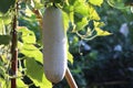 Ash gourd agriculture growth in nature organic farm