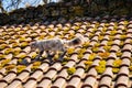 Ash gray Maine Coon goes on tiled roof, old house on sunny day, white black cat walks along courtyard of castle Trosky, long Royalty Free Stock Photo