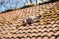 Ash gray Maine Coon goes on tiled roof, old house on sunny day, white black cat walks along courtyard of castle Trosky, long Royalty Free Stock Photo