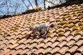 Ash gray Maine Coon goes on tiled roof, old house on sunny day, white black cat walks along courtyard of castle Trosky, long Royalty Free Stock Photo