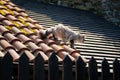 Ash gray Maine Coon goes on tiled roof, old house on sunny day, white black cat walks along courtyard of castle Trosky, long Royalty Free Stock Photo