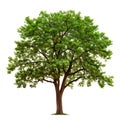 Ash isolated on a white or transparent background. Ash tree with green leaves close-up, front view. Graphic design Royalty Free Stock Photo