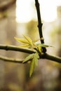 Ash-leaved Maple branch Royalty Free Stock Photo