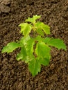 Ash-leaved maple Royalty Free Stock Photo