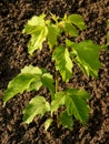 Ash-leaved maple Royalty Free Stock Photo