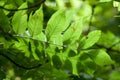 Ash leaves with back light Royalty Free Stock Photo